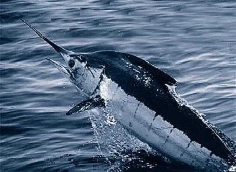 Marlín azul saliendo a la superficie en mar abierto con el pico largo hacia adelante