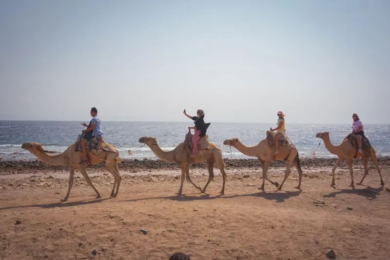 Riders on camels walking along the shoreline beside the sea