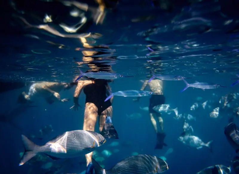 Dos personas hacen snorkel en la superficie con peces de arrecife nadando cerca de la cámara