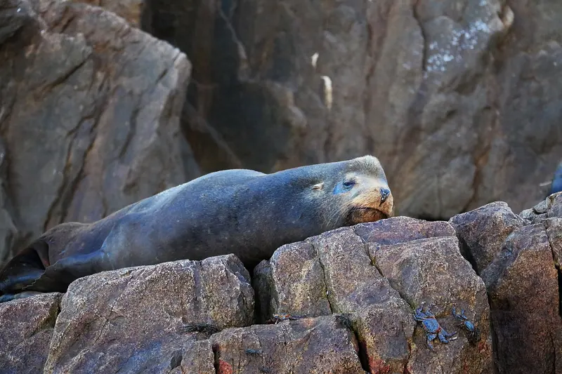 A California sea lion lying on the rocks by the water