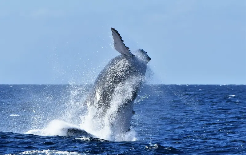 Humpback whale breaching out of deep blue water with one pectoral fin raised