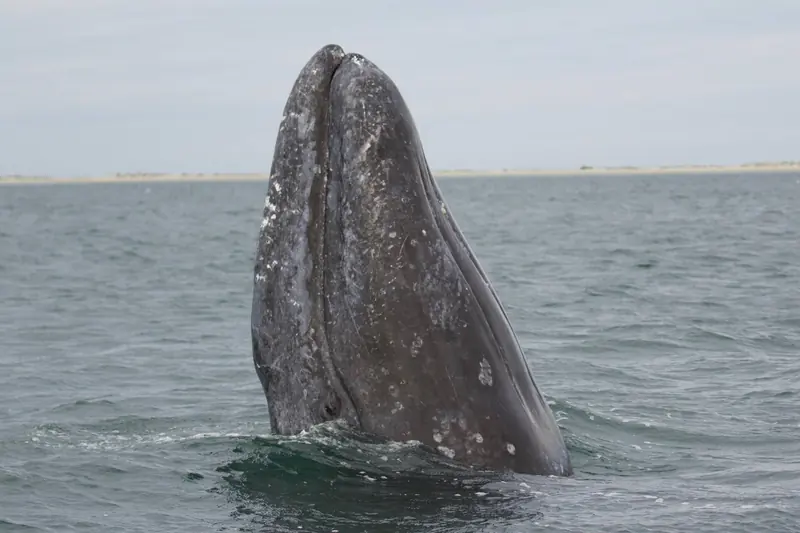 Gray whale lifting its head straight up out of calm lagoon water with a low shore behind