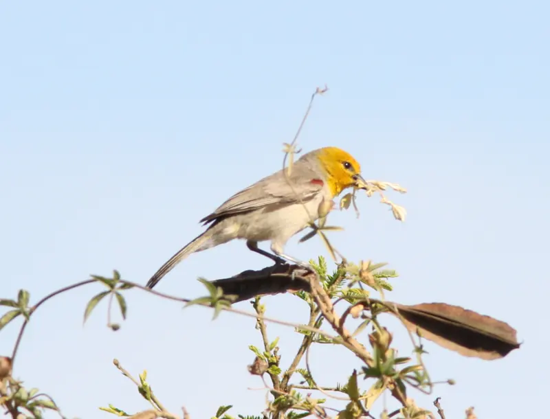 A yellow-headed verdin holding nest material on a branch at the San José estuary