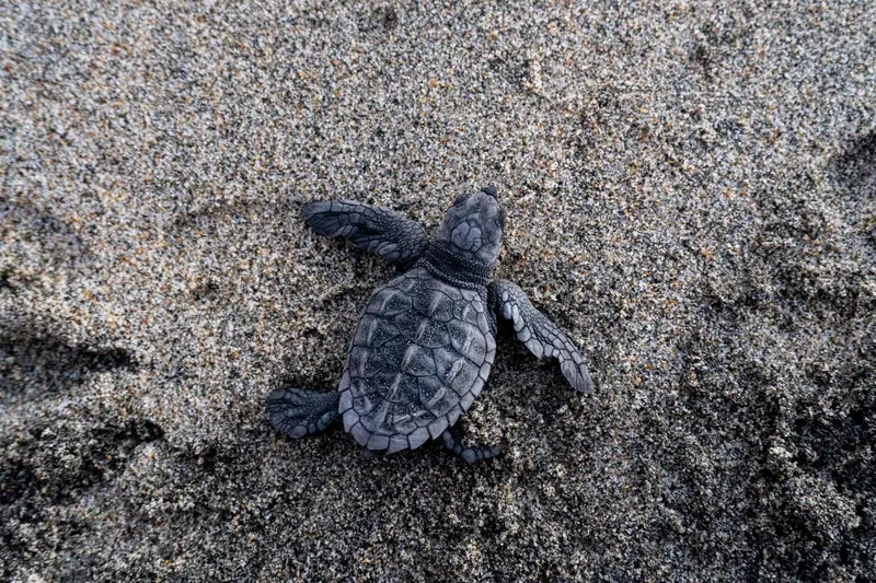 Una cría de tortuga oscura avanza sobre la arena húmeda