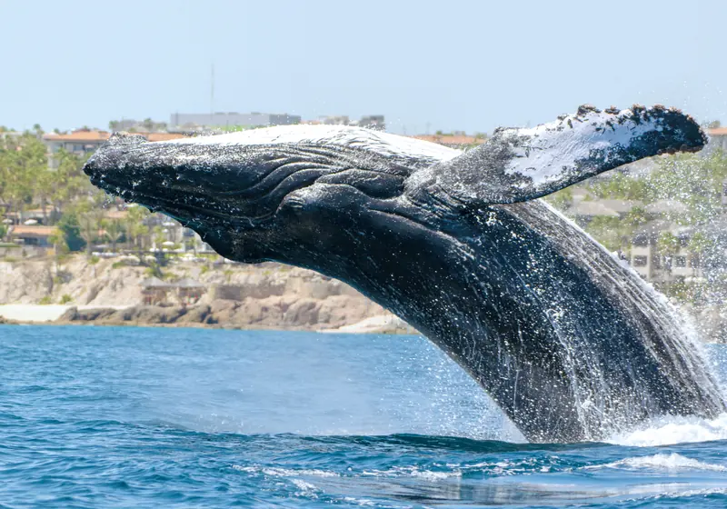 A humpback whale breaching off Cabo San Lucas, with the resorts of the corridor behind it