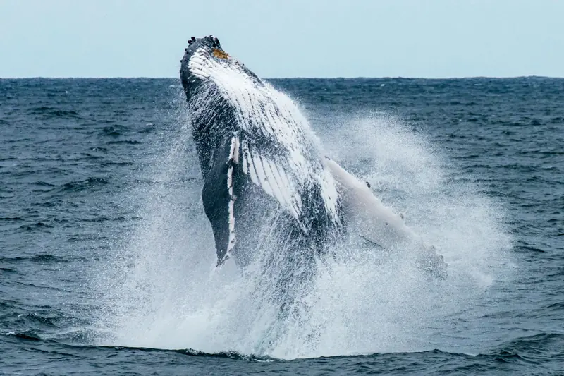 A humpback whale breaching almost fully out of the water, with white water spraying around it