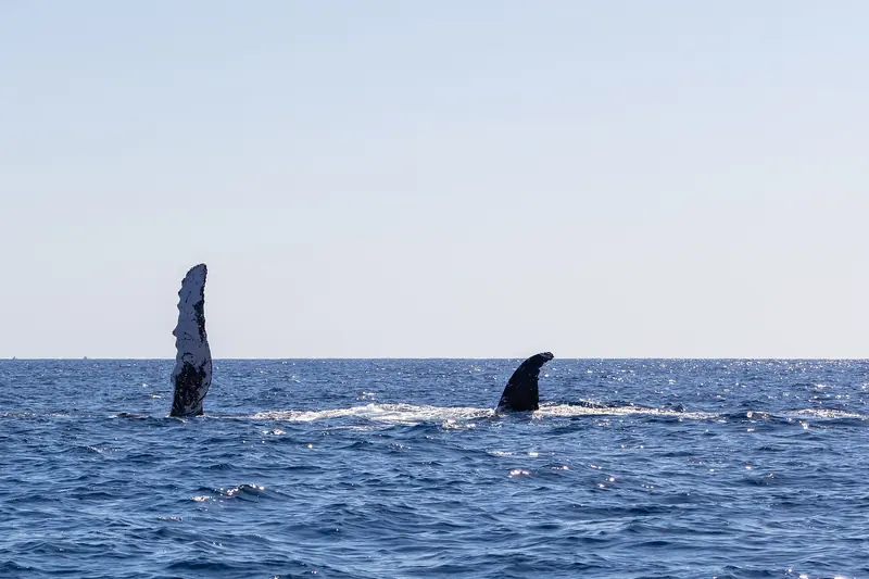 The dorsal fins of two humpback whales at the surface off Cabo San Lucas, with the coast in the distance