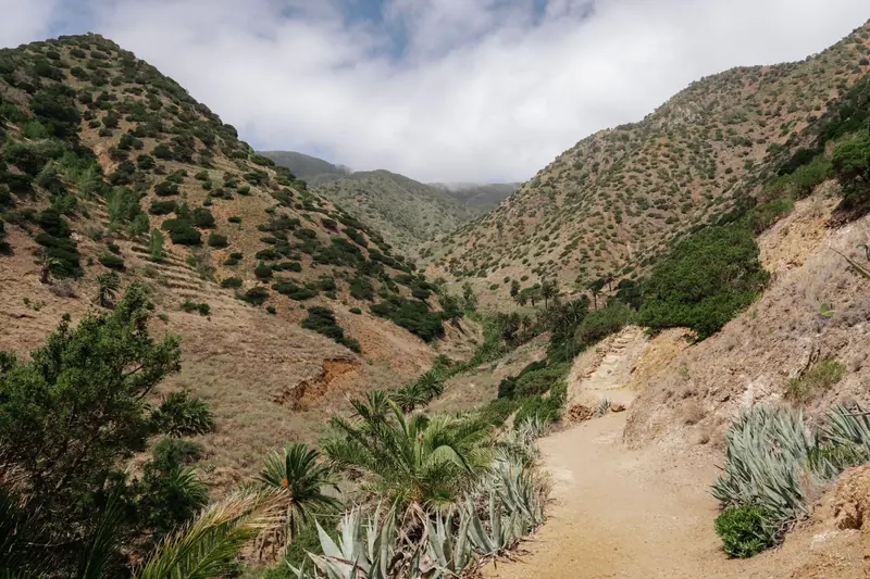 A dirt trail through a dry canyon with agave, palms and green hills on both sides
