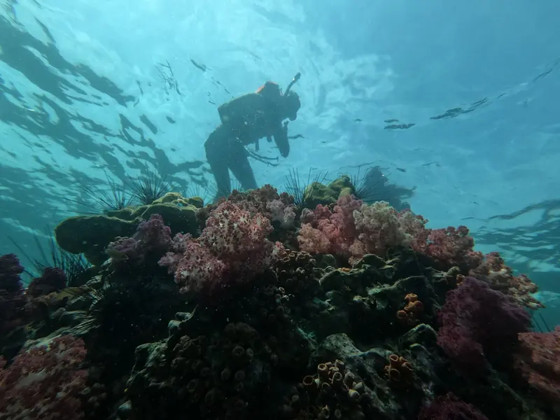 A scuba diver swimming above a coral reef in blue water
