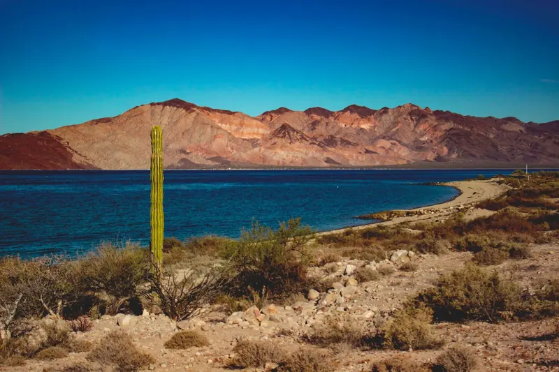 A desert shore with a tall cactus and red mountains across a deep blue bay in Baja California