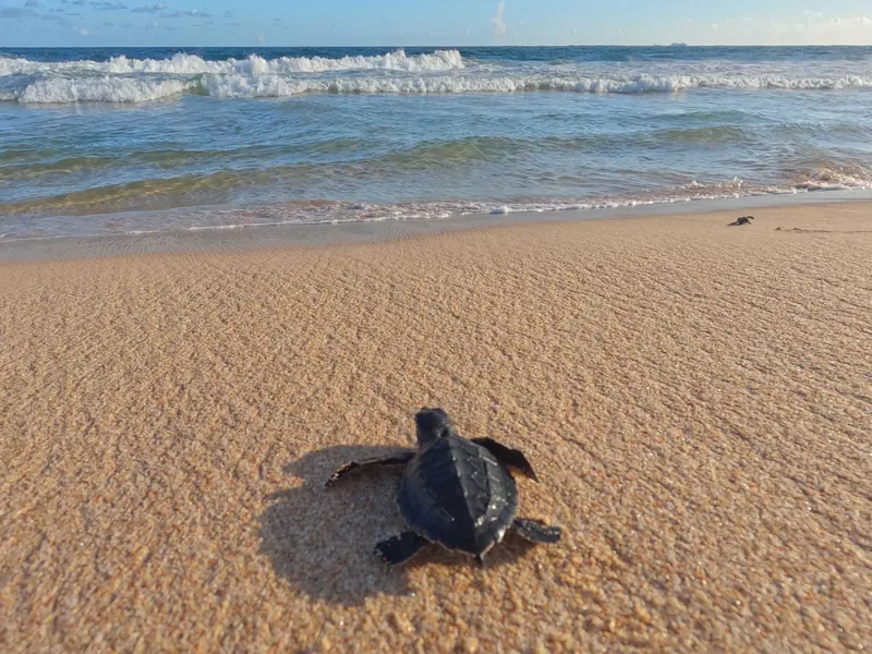 Una cría de tortuga marina avanzando sobre arena mojada hacia el mar