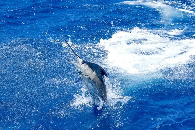 A marlin on the jump behind a Top Anglers boat