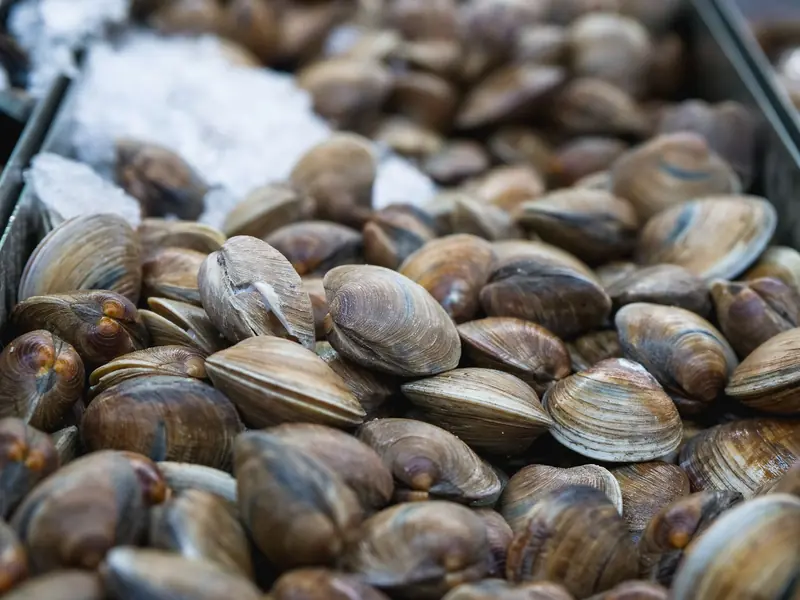 Fresh clams in their shells piled on crushed ice