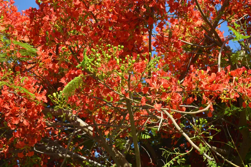 Árbol en flor en los jardines de Royal Solaris Los Cabos