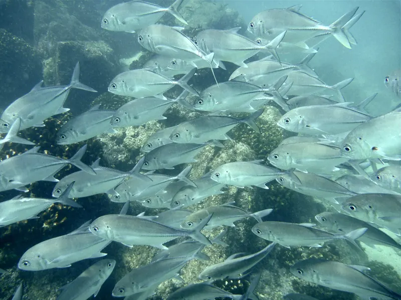 A school of jacks over the reef, photographed snorkeling at Chileno Bay