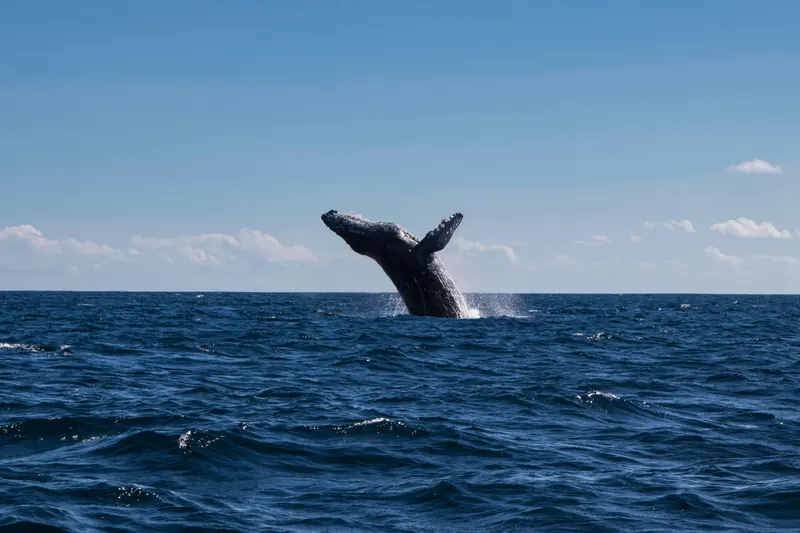 Humpback whale throwing its tail out of the water off Cabo