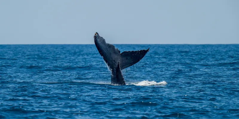 Humpback whale fluke above a calm sea