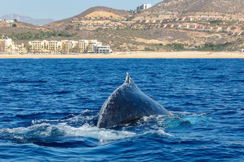 Humpback whale surfacing with the Cabo San Lucas hills behind