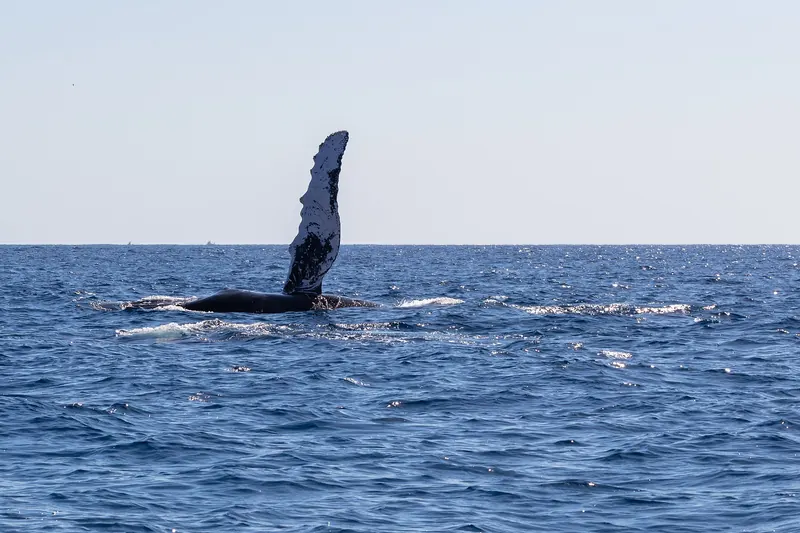 Humpback whale pectoral fin raised above the water off the Pacific coast of Cabo