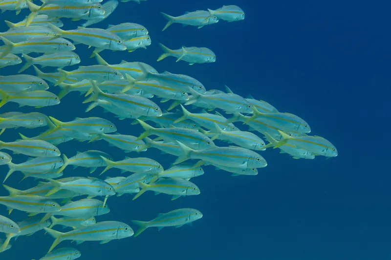 A school of Mexican goatfish underwater at Cabo San Lucas