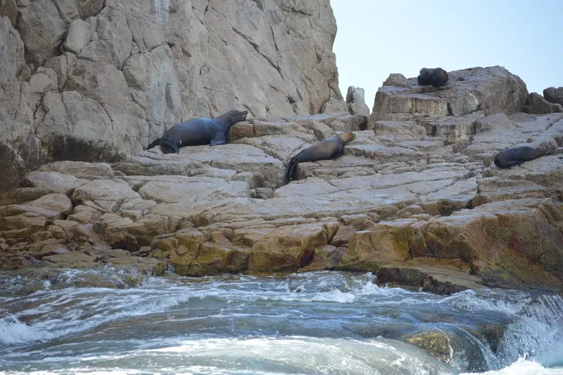 California sea lions resting on the rocks at Land's End