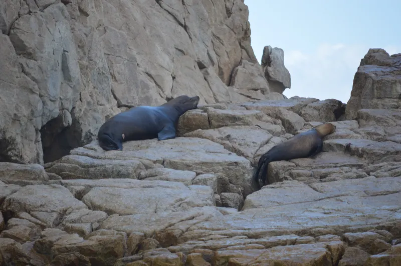 Sea lions resting on the rocks beside the Arch