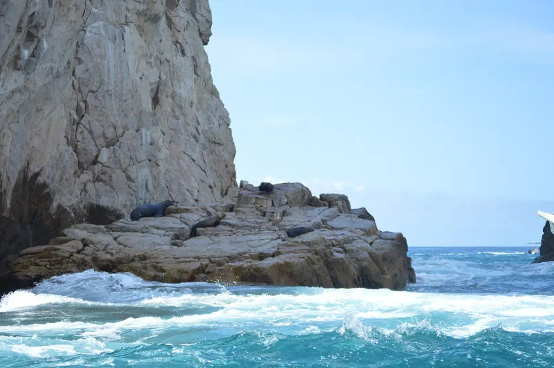 Lobos marinos en una saliente sobre el oleaje en Finisterra