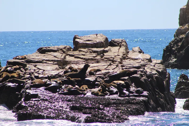 Una colonia de lobos marinos abarrotada sobre una roca en Cabo San Lucas