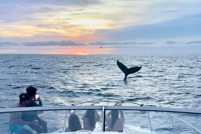 Humpback whale tail at sunset seen from the bow of the Sea Ray 55, guests filming with their phones
